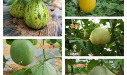 甜瓜最新大爆料,最新大爆料背后的惊人真相