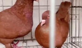 什么兔的网红吃瓜,揭秘娱乐圈幕后真相