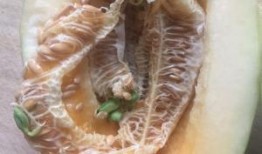 甜瓜大爆料十集视频播放